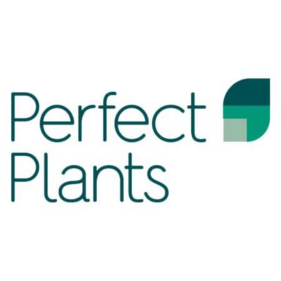 Image showing 3 th Perfect Plants 3 gal. Italian Cypress Tree, 2-3 ft. Size