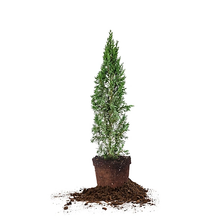 Perfect Plants Italian Cypress Tree, 3-4 ft. Size