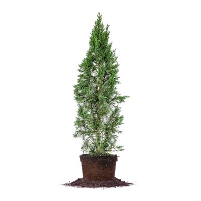 Perfect Plants Italian Cypress Tree, 4-5 ft. Size