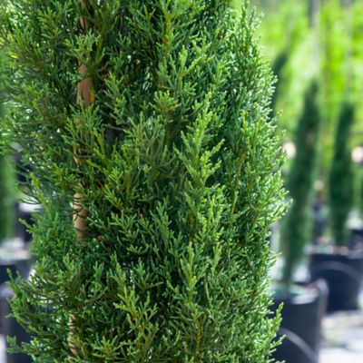 Image showing  Italian Cypress Tree, 4-5 ft. Size