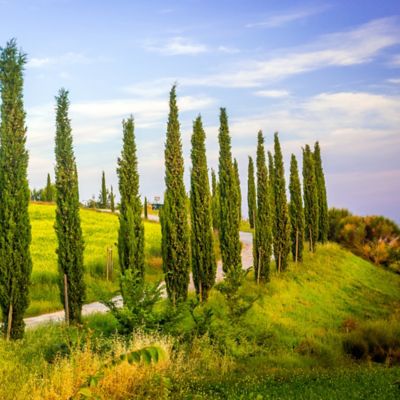 Image showing 5 th Perfect Plants Italian Cypress Tree, 4-5 ft. Size