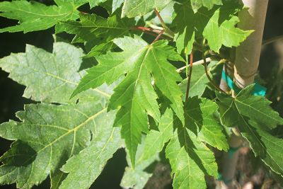 Image showing  5 gal. Autumn Blaze Maple Tree