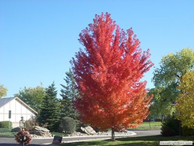 Image showing  5 gal. Autumn Blaze Maple Tree