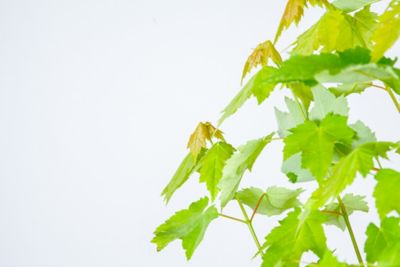 Image showing 2 th Perfect Plants Brandywine Maple Tree in 5 gal. Pot