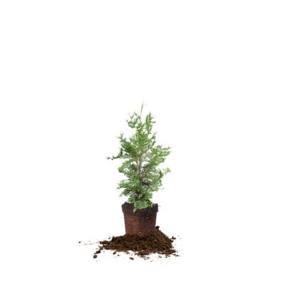 Perfect Plants Thuja Green Giant Tree, 2-3 ft. Size