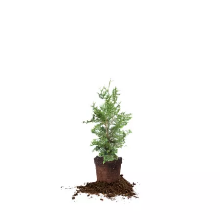 Perfect Plants 3 gal Giant green Thuya tree size 2-3 feet Trees