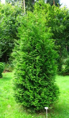 Image showing  3 gal. Thuja Green Giant Tree, 2-3 ft. Size