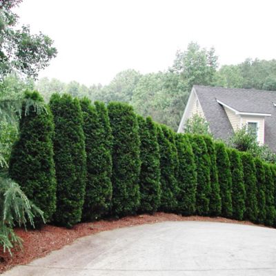 Image showing  3 gal. Thuja Green Giant Tree, 2-3 ft. Size