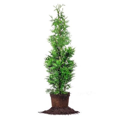 Perfect Plants 3 gal. Thuja Green Giant Tree, 3-4 ft. Size