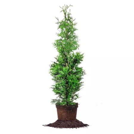 Perfect Plants 3 gal Giant green Thuya tree size 3-4 feet Trees