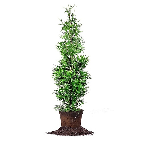 Perfect Plants Thuja Green Giant Tree, 3-4 ft. Size