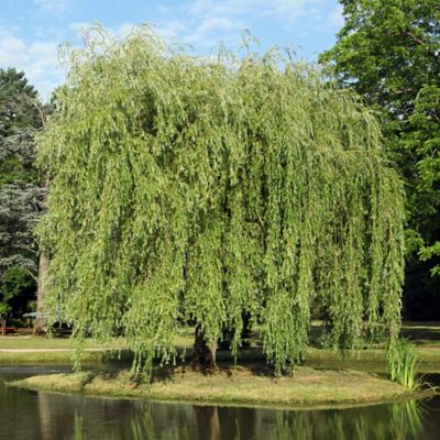 Image showing  5 gal. Weeping Willow Tree