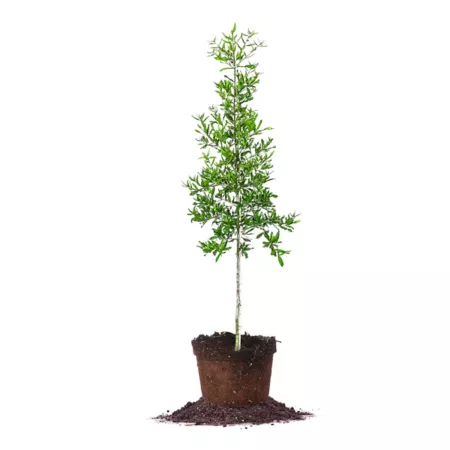 Perfect Plants 5 gal Willow Oak Trees