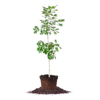 Perfect Plants 5 gal. Nuttall Oak Tree