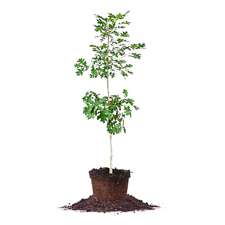 Perfect Plants 5 gal. Nuttall Oak Tree
