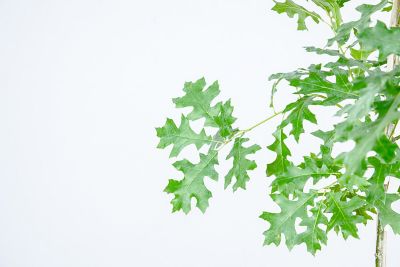 Image showing  5 gal. Nuttall Oak Tree