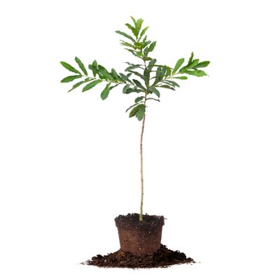 Perfect Plants 5 gal. Sawtooth Oak Tree
