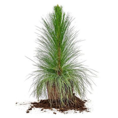Perfect Plants 3 gal. Longleaf Pine Tree