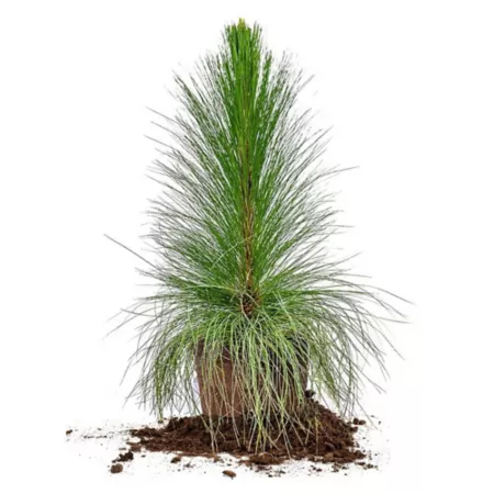 Perfect Plants 3 gal Long-leaf pine Trees