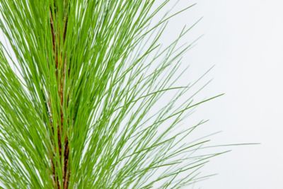 Image showing  3 gal. Longleaf Pine Tree