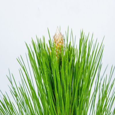 Image showing  3 gal. Longleaf Pine Tree