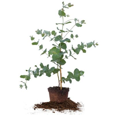 Perfect Plants 5 gal. Silver Dollar Eucalyptus Tree