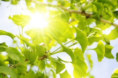 Image showing  5 gal. Ginkgo Tree