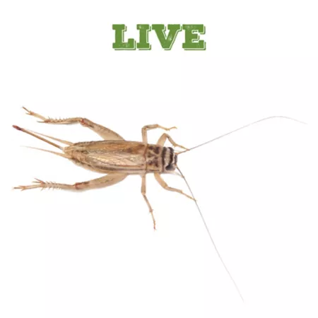 Mack's Natural Reptile Food Live Pinhead Crickets 5 000 ct Live Bait