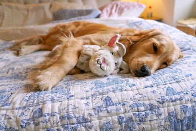 Image showing  Fat-Tail Dog Toy Assortment, Large