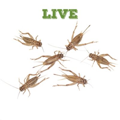 Live reptile hot sale food delivery