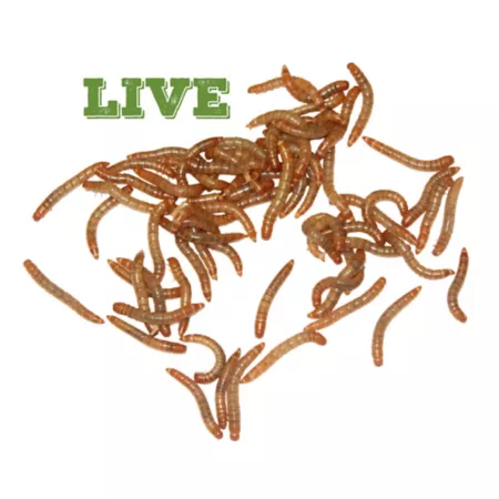 Mack's Natural Reptile Food Live Medium Standard Mealworms 2000 ct Reptile Food