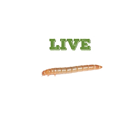 Mack's Natural Reptile Food Live Medium Standard Mealworms, 4,000 ct.
