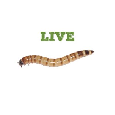 Mack's Natural Reptile Food Large Live Superworms, 4,000 ct., Packed with a 10% Over-Count