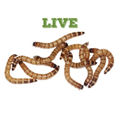 Image showing  Large Live Superworms Reptile Feed, 6,000 ct., Packed with a 10% Over-Count