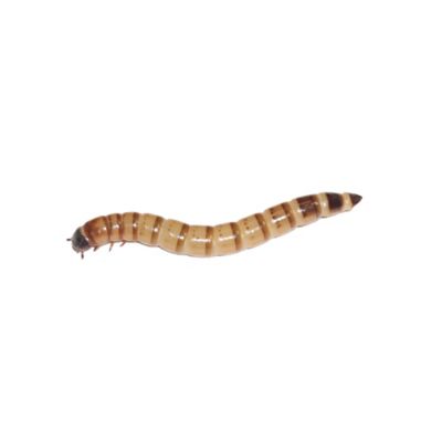 Mack's Natural Reptile Food Large Live Superworms, 8,000 ct., Packed with a 10% Over-Count