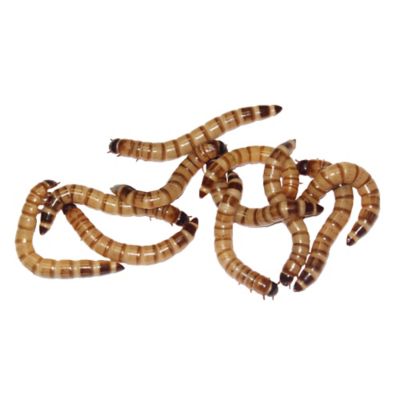 Image showing  Large Live Superworms Reptile Feed, 8,000 ct., Packed with a 10% Over-Count