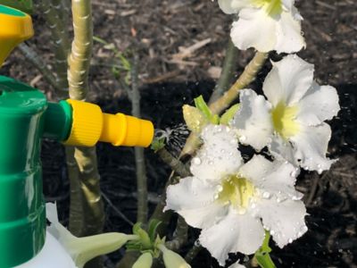 Image showing  5 gal. 10 PSI Premium Handheld Sprayer