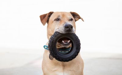 Image showing  6 in. Tire Biter II Tire Dog Chew Toy, Large