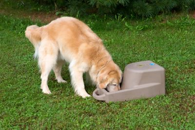 Image showing  Dash 5.0 Watering System