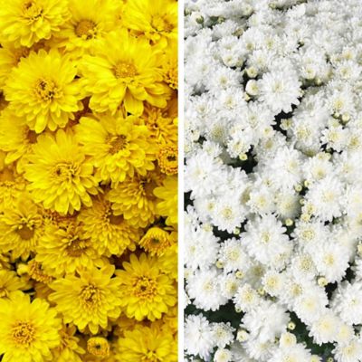 National Plant Network 4 in. Pumpkin Spice Classic Color Mum Decoration Kit, 5 pc.