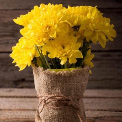 Image showing  4 in. Pumpkin Spice Classic Color Mum Decoration Kit, 5 pc.