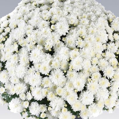 Image showing  4 in. Pumpkin Spice Classic Color Mum Decoration Kit, 5 pc.