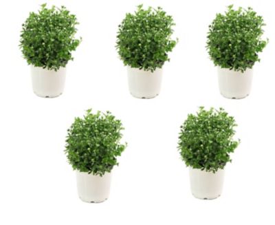 Image showing  4 in. Pumpkin Spice Classic Color Mum Decoration Kit, 5 pc.