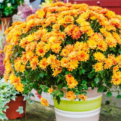 Image showing  4 in. Pumpkin Spice Classic Color Mum Decoration Kit, 5 pc.