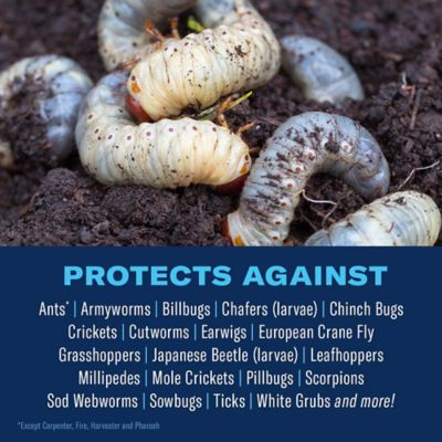 Image showing  24 Hr Grub Killer Plus Granules 10M 700745S