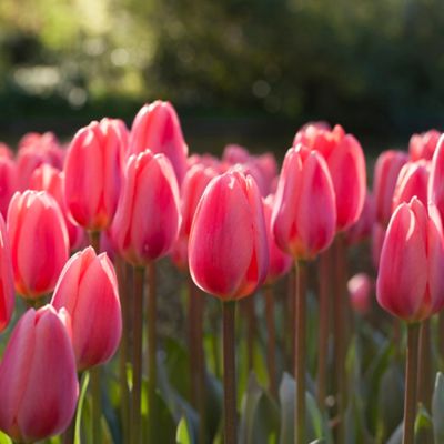 Van Zyverden Cosmopolitan Tulip Plant, 12 Bulbs