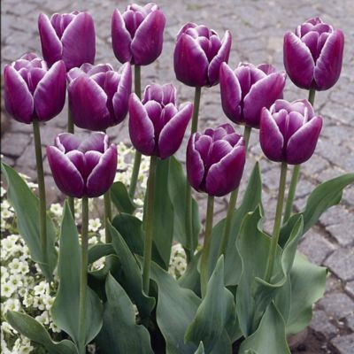 Van Zyverden Arabian Mystery Tulip Plant, 12 Bulbs