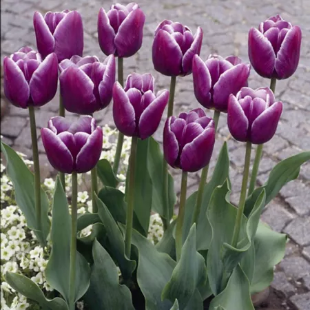 Van Zyverden Arabian Mystery Tulip Plant 12 Bulbs Perennials