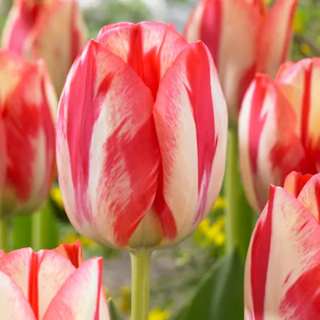 Van Zyverden Spryng Break Tulip 12 bulbs Perennials