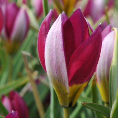 Van Zyverden Persian Pearl Tulip Plant, 25 Bulbs